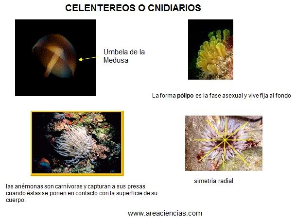 celentereos