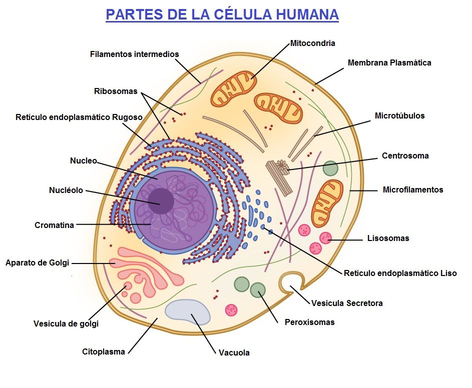 celula humana y sus partes