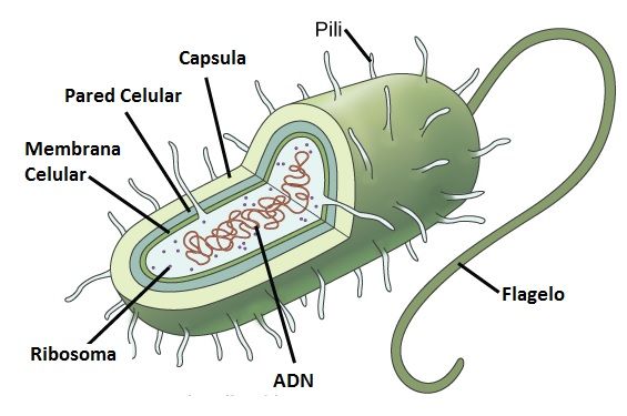 célula procariota