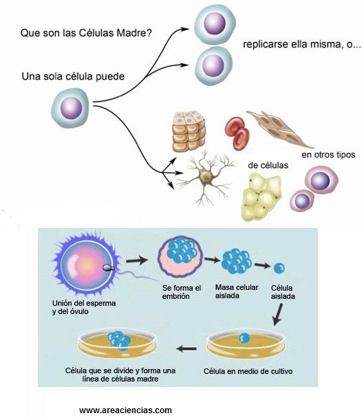 celulas madres