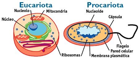 procariota y eucariota