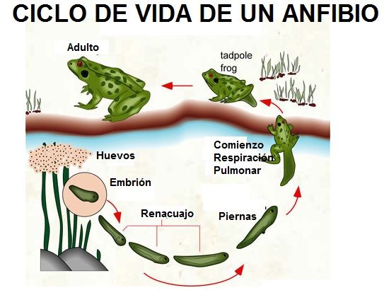 ciclo de vida anfibios