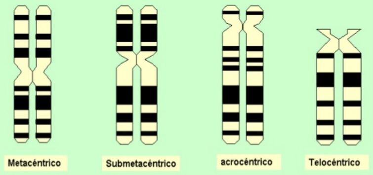tipos de cromosomas