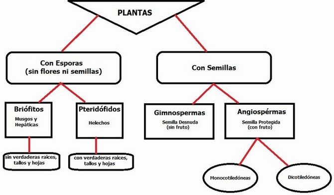 clasificacion de las plantas