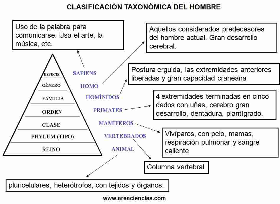 clasificacion taxonomica humanos