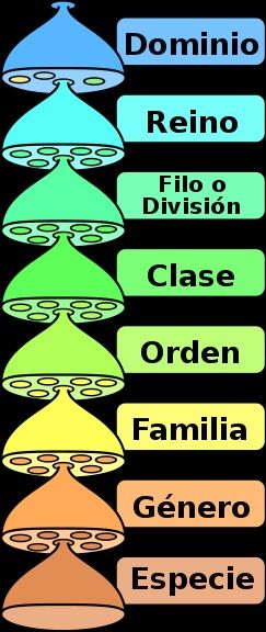 clasificacion taxonomica