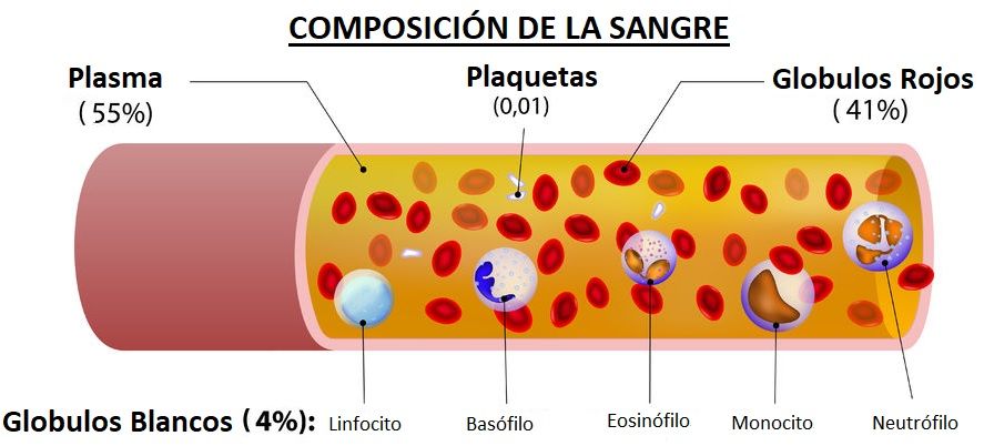 composicion de la sangre