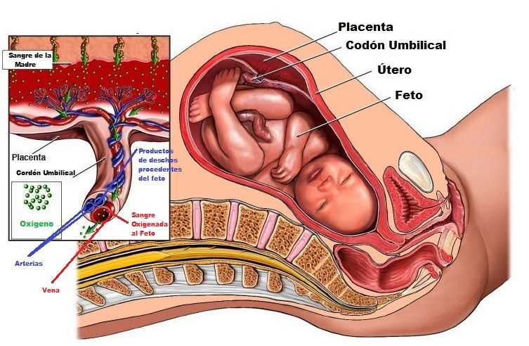 cordon umbilical