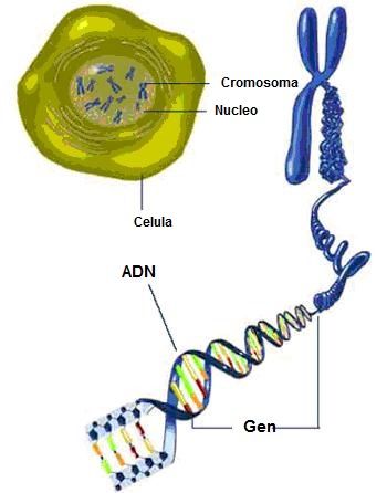 cromosomas adn y genes