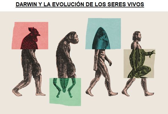 darwin evolucion de los seres vivos