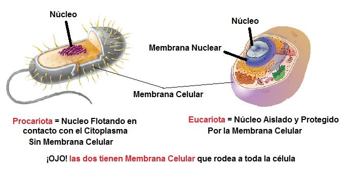 diferencia celula procariota y eucariota