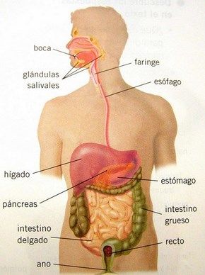 aparato digestivo