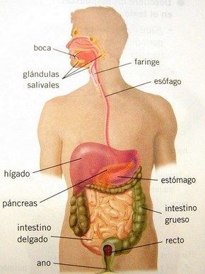 aparato digestivo