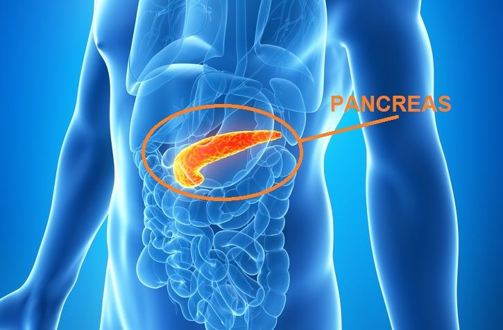 donde esta el pancreas