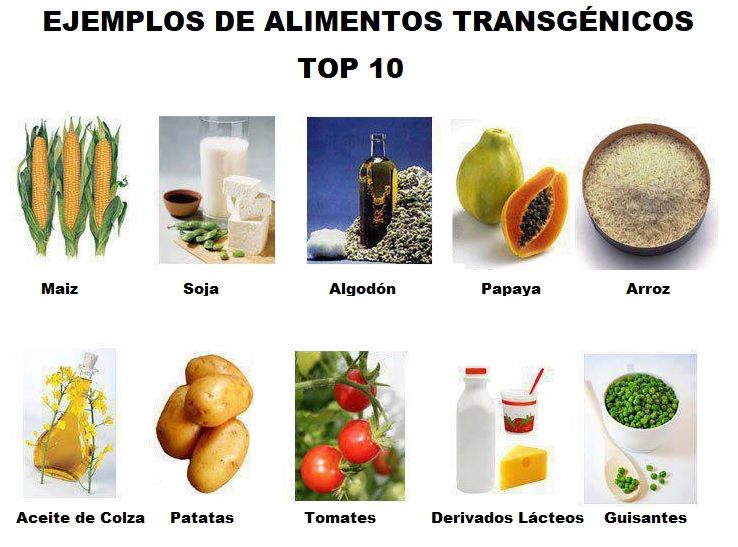 ejemplos de alimentos transgenicos