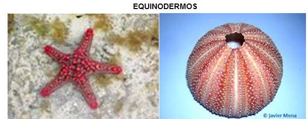 equinodermos