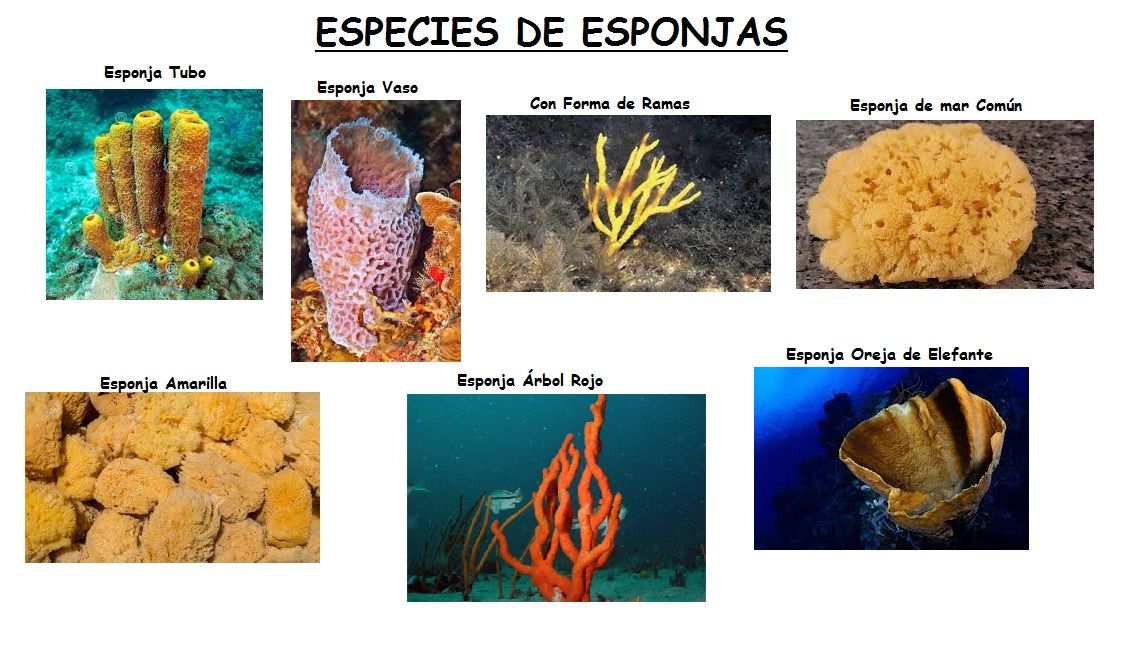 Resultado de imagen de porÃ­feros o esponjas