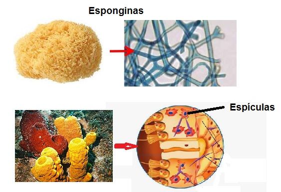 espiculas y esponginas