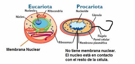 eucariota y procariota