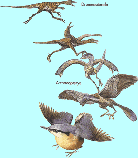 evolución de las aves