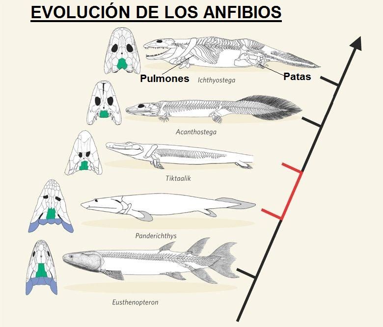 evolucion de los animales anfibios