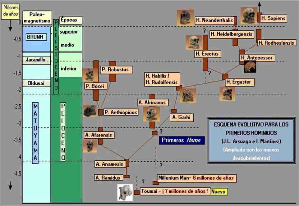 evolucion del hombre