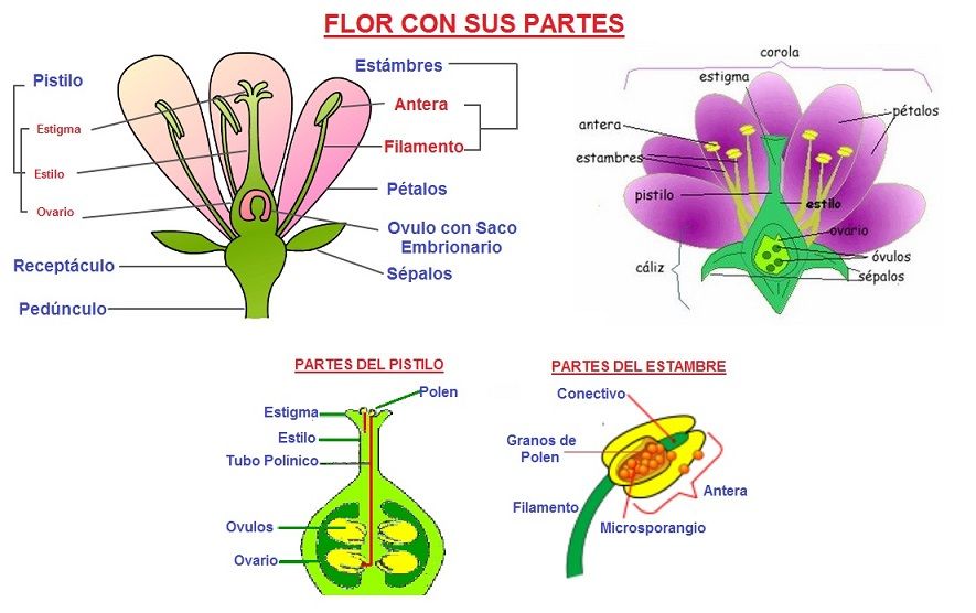 flor con sus partes