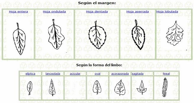 formas de las hojas