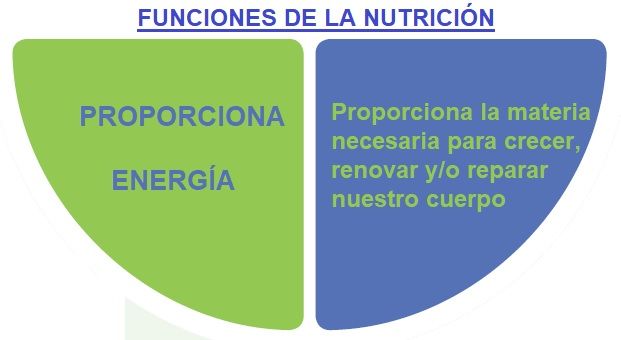 funciones de nutricion