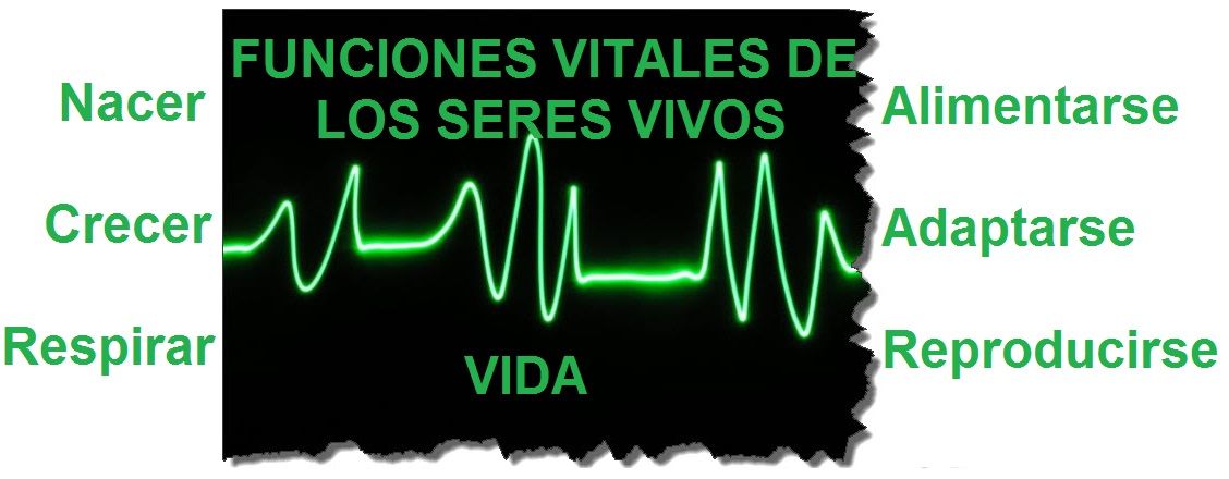 funciones vitales de los seres vivos