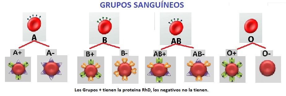 grupos sanguineos