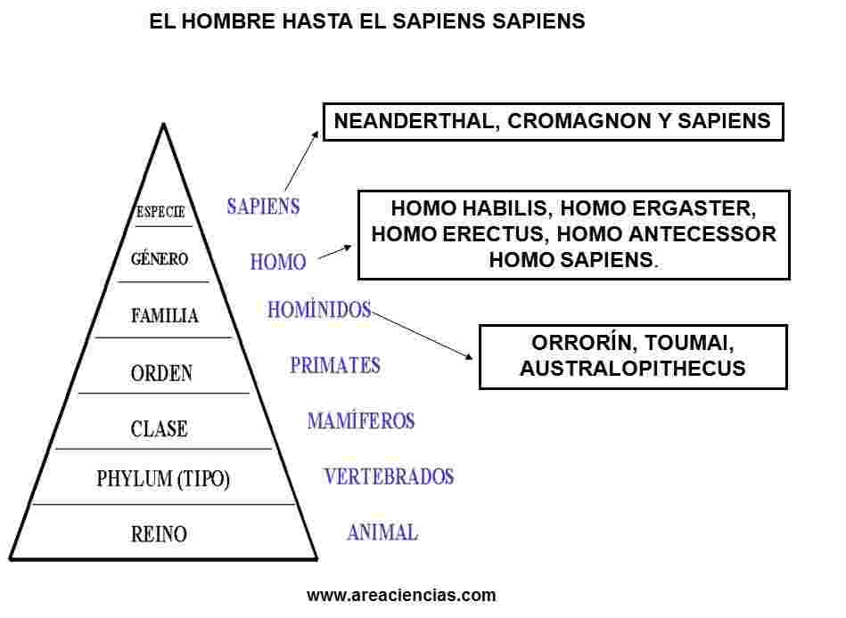 evolucion ser humano