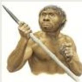 homo erectus