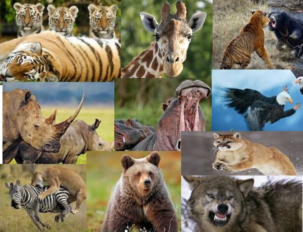 imagenes de animales salvajes