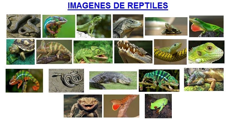 imagenes de reptiles