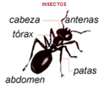 insectos