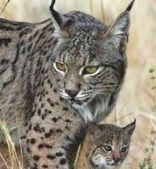 lince iberico