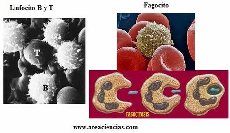 linfocitos y fagocitos