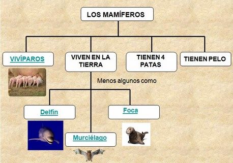 Mamíferos y sus Características Aprende Fácil - Areaciencias