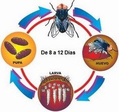 metamorfosis completa