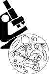 microscópico