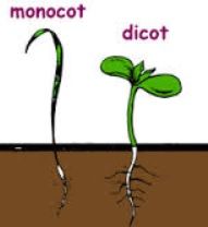 monocotiledon y dicotiledon