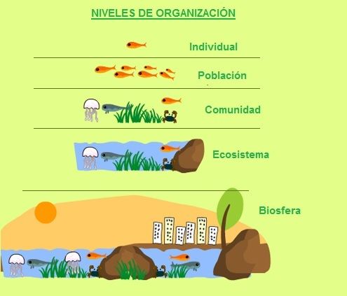 Niveles De Organizacion De Los Seres Vivos