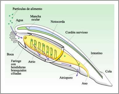 notocorda