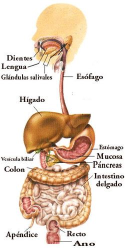 órganos de la nutrición