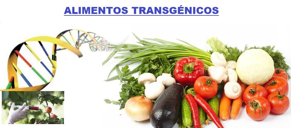 alimentos transgenicos