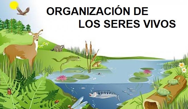 organizacion de los seres vivos