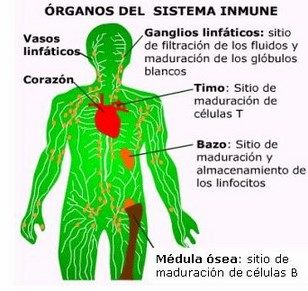 partes del sistema inmunologico