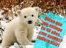 oso polar peligro de extincion