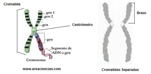 partes del cromosoma